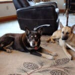 Feral stray, Kenna, and Gus relaxaing next to each other