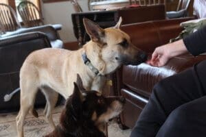 Feral stray, Kenna, taking treat from Judy's hand