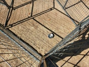 Stray do, Kennel Panel trap_photo EAnderson