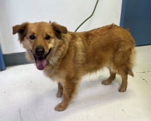 Stray dog, Randi at AC shelter_2_Photo SHoffman