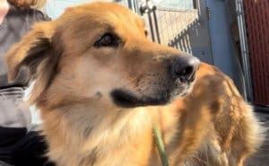 Stray dog, Randi at AC shelter_2_Photo SHoffman