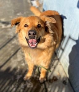 Stray dog, Randi at AC shelter_2_Photo SHoffman