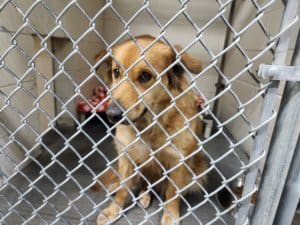 Stray dog, Randi in Kennel at AC_photo EAnderson