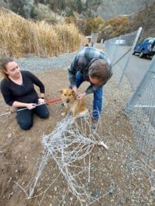 Stray dog, Stephanie and Rick cutting an unsure Randi out of net_photo RFormanek