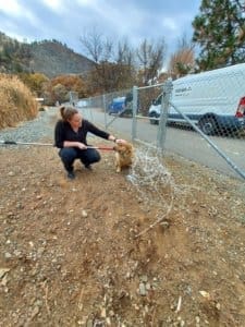 Stray dog, Stephanie with Randi after capture_photo RFormanek
