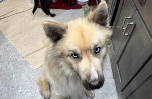 Young Husky Amputee, Atlas, overhead shot