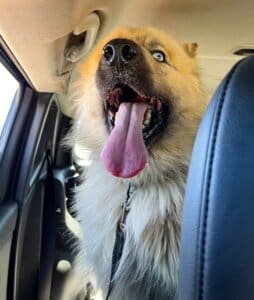 Young Husky Amputee_Atlas_ in car