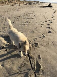 Young Husky Amputee, Atlas,at the beach