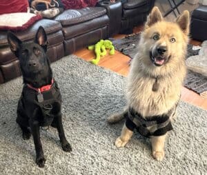 Young Husky Amputee_Atlas_and Stella