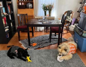 Young Husky Amputee_Atlas_and Stella with Stuffies 3