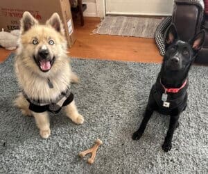 Young Husky Amputee, Atlas and Stella with wishbone chew toy
