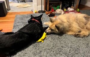Young Husky Amputee_Atlas_going for the banana toy while Stella is distracted