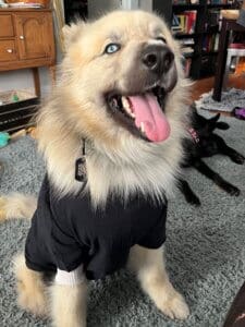 Young Husky Amputee, Atlas, portrait in black T