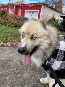 Young Husky Amputee_Atlas_portrait on walk