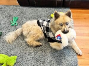 Young Husky Amputee, Atlas with stuffy