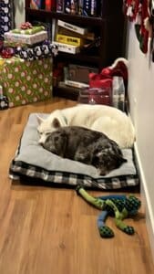 Two older special needs dogs adopters lost within weeks of each other