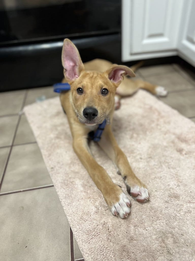 278E8C14-548C-40B6-8338-9DB5140C1D31