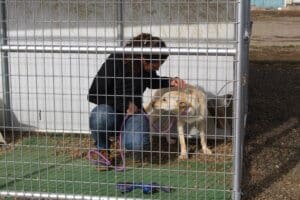 3 stray dogs, Ali and Marshall in Kennel