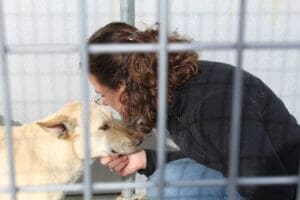 3 stray dogs, Ali gives Marshall a kiss