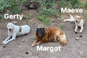 3 stray dogs_Maeve with Margot and Gertie