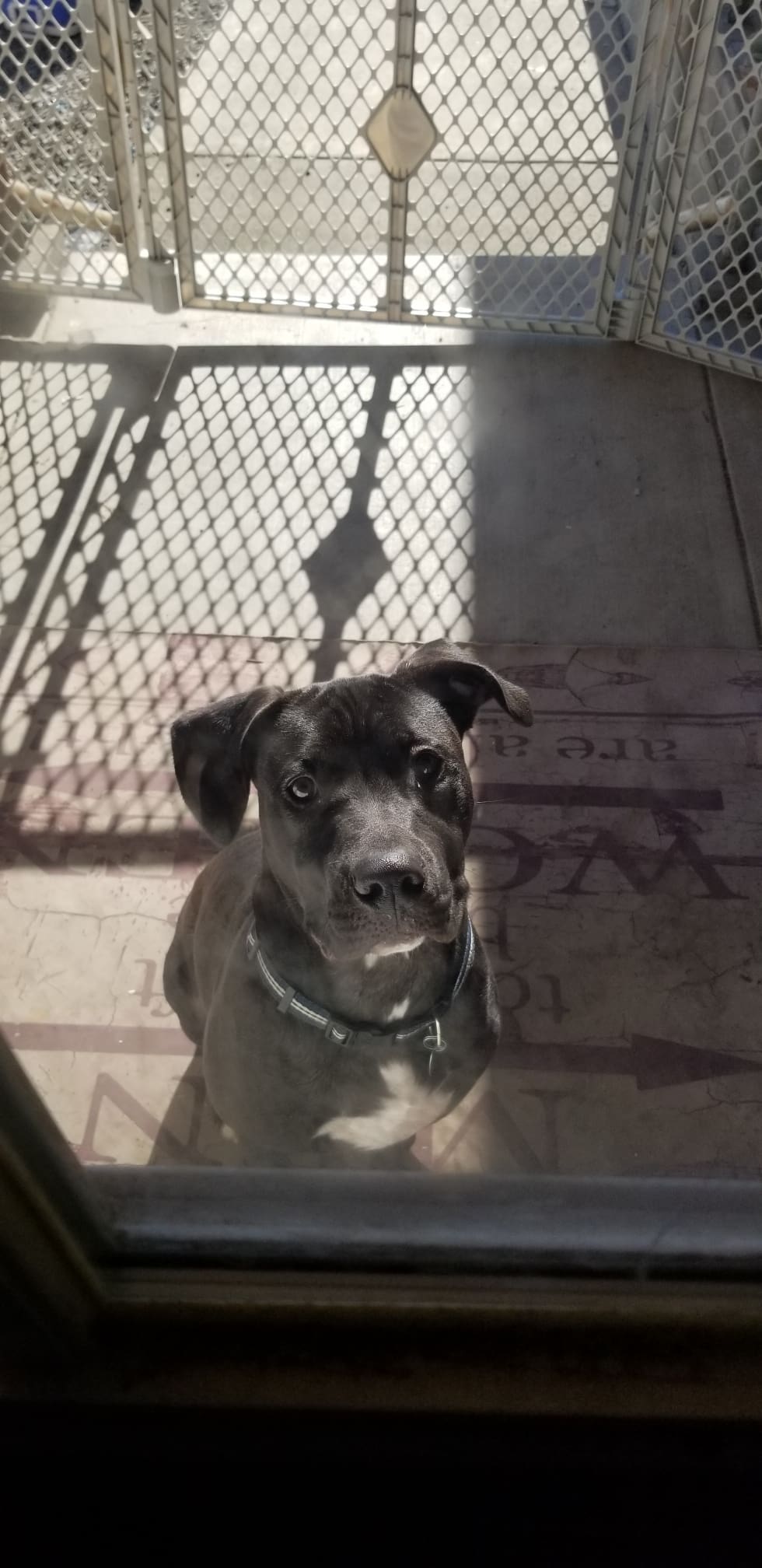 Active dog to good home Rescue Ranch Inc.