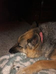 Cleo CU sleeping