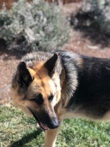 Cleo in her sunny yard