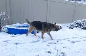 Doggy foster home, Cleo outside in snow in back yard