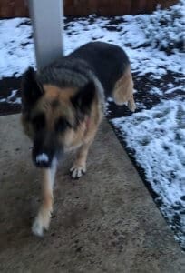 Cleo outside in snow