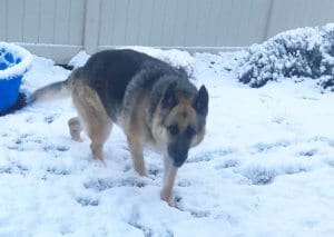 Cleo outside in snow