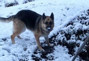 Cleo outside in snow