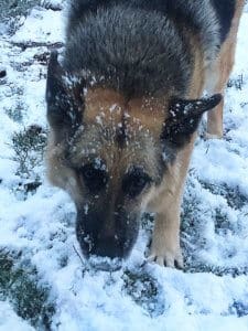 Cleo outside in snow CU