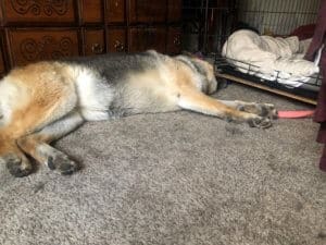 Doggy fister home, Cleo sleeping on the carpet