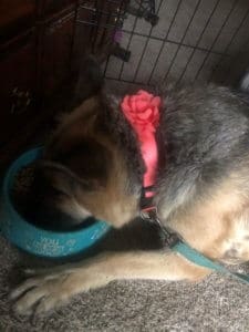 Cleo with her bow collar and eating