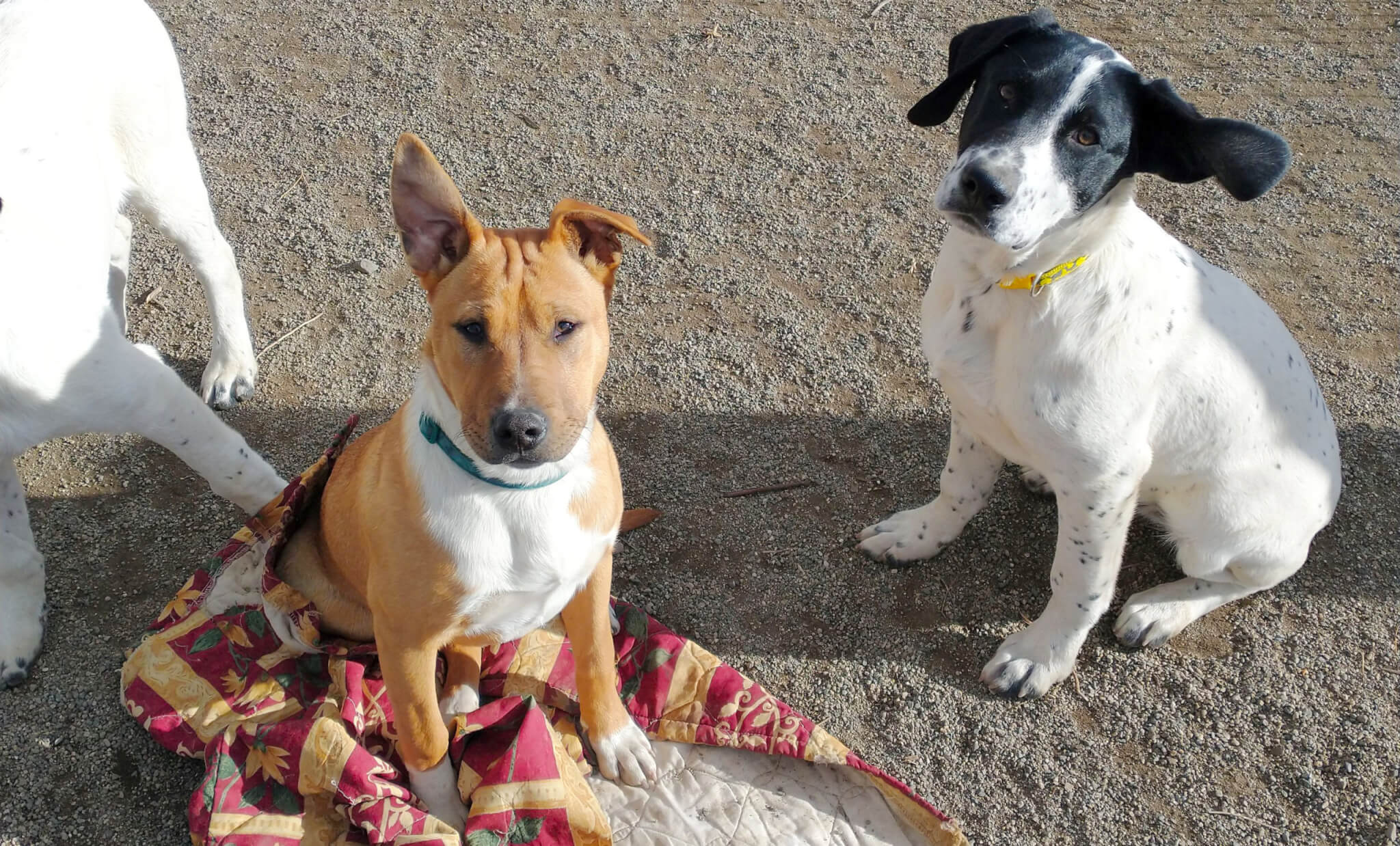 Puppies in pay yard at Rescue Ranch Sanctuary in Big Springs
