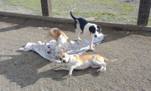 Help dogs, older puppies in Sanctuary play yard
