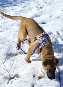 Older puppy learning leash skills in the snow