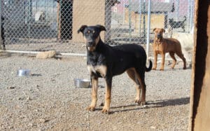 Older puppies in play yard at Adoption Center