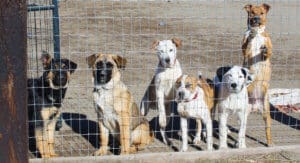 Help dogs, older puppies in play yard at Sanctuary