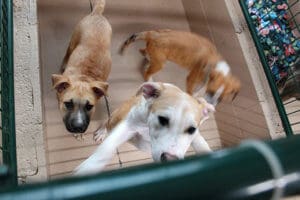 Help dogs_older puppies in kennel at Rescue Ranch Adoption Center