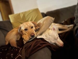 3 stray dogs, Maeve and housemate Gertie