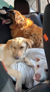 3 stray dogs, Maeve and housemates Gertie and Margot