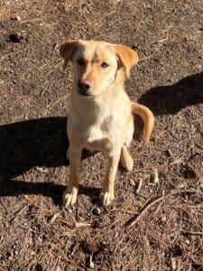 3 stray dogs, Maeve posing for camera outside in her yard