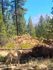 3 stray dogs, Maeve in the woods