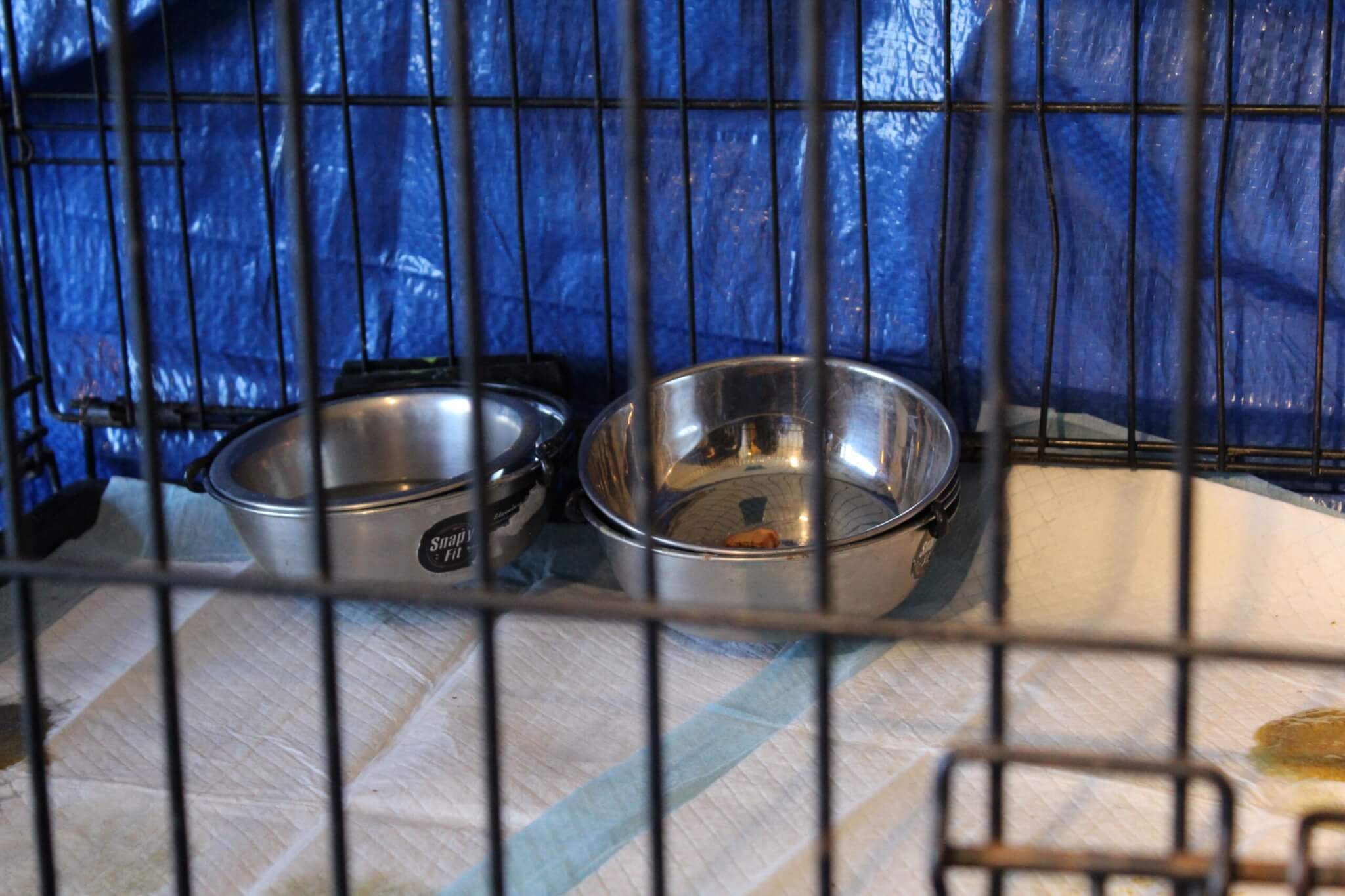 Parvo Puppies_Blue room food bowls Rescue Ranch Inc.