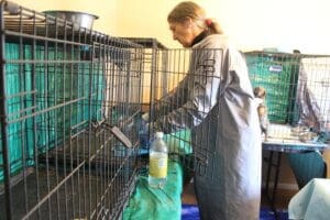Parvo Puppies, Laura Changing pee pad in Green Room