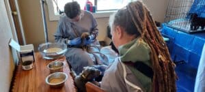 Parvo Puppies, Lacey and Aliu caring for pups in Blue room