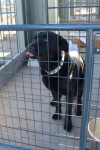 Parvo Puppies, Momma Stormy taking cookies from John