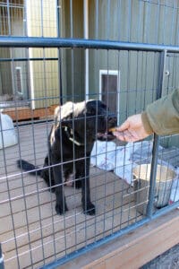 Parvo Puppies, Momma Stormy taking cookies from John