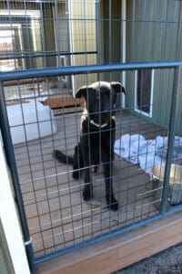 Parvo Puppies, Momma Stormy taking cookies from John